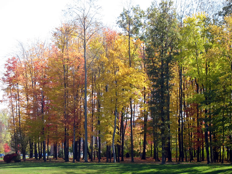 fall meijing