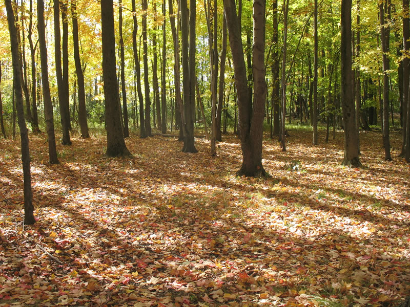 fall meijing