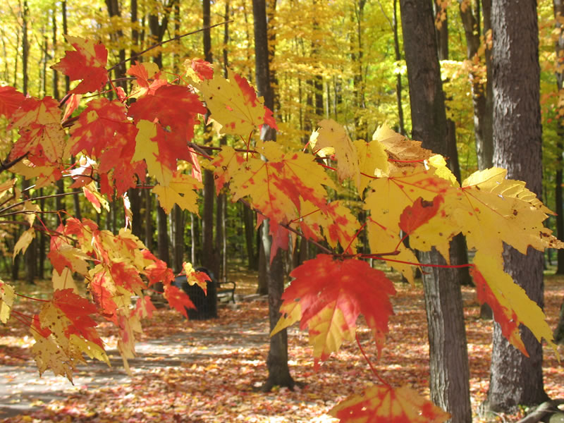 fall meijing
