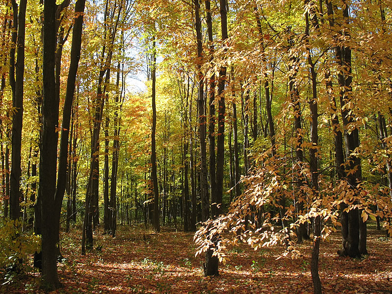 fall meijing