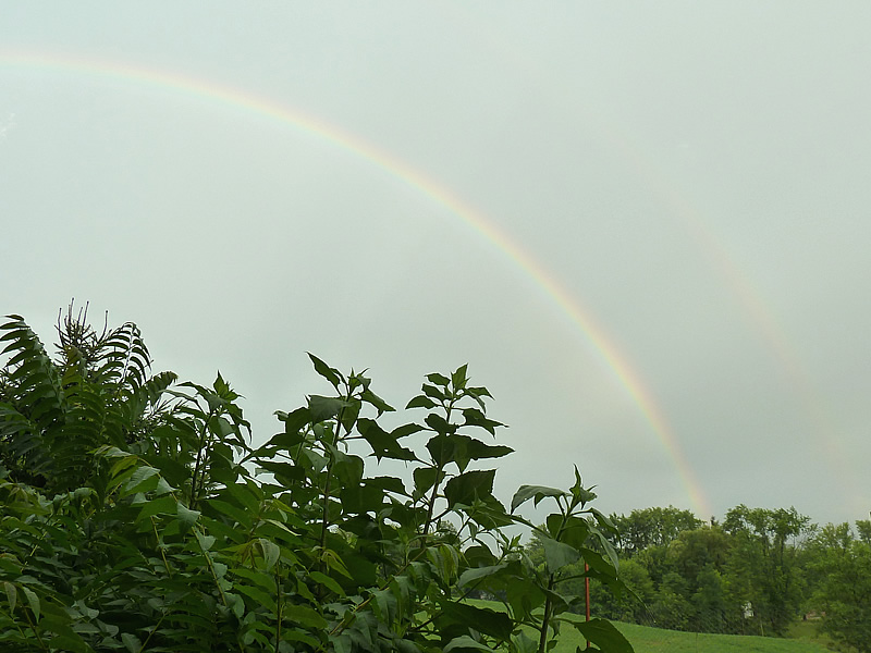 rainbow meijing