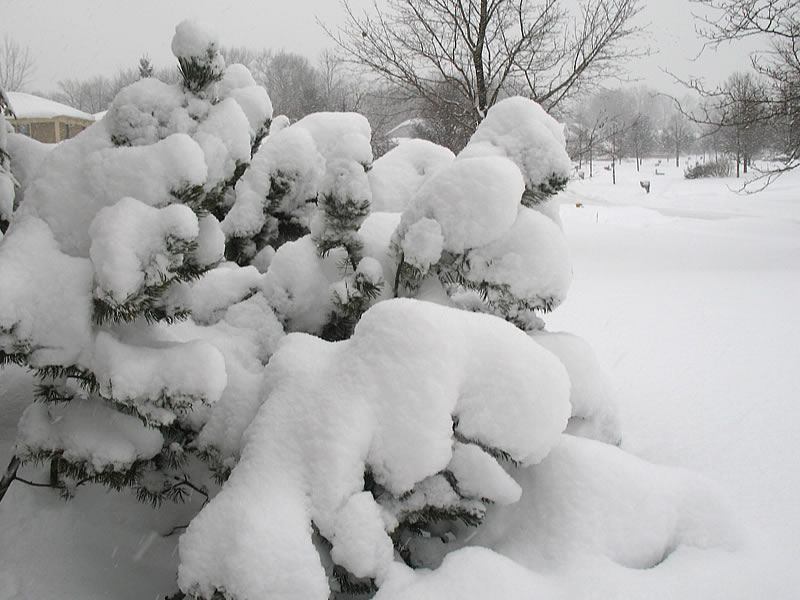 snow winter